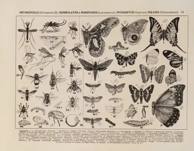 Atlas Da Fauna Do Brasil Pl 07