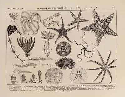 Atlas Da Fauna Do Brasil Pl 10