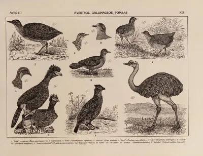 Atlas Da Fauna Do Brasil Pl 22