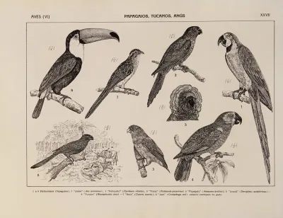 Atlas Da Fauna Do Brasil Pl 27