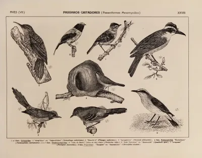 Atlas Da Fauna Do Brasil Pl 28