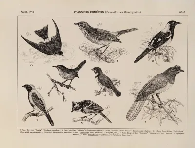 Atlas Da Fauna Do Brasil Pl 29