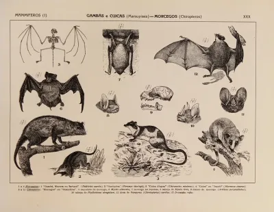 Atlas Da Fauna Do Brasil Pl 30