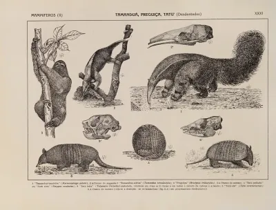 Atlas Da Fauna Do Brasil Pl 31