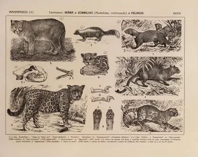 Atlas Da Fauna Do Brasil Pl 34