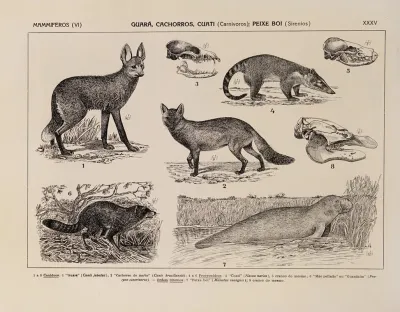 Atlas Da Fauna Do Brasil Pl 35