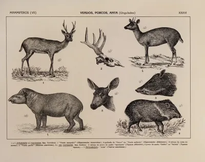 Atlas Da Fauna Do Brasil Pl 36
