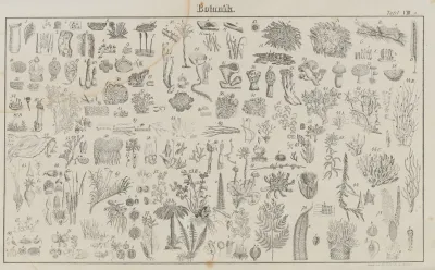 Atlas Der Abbildungen Pierers Universal Lexikon Pl 08