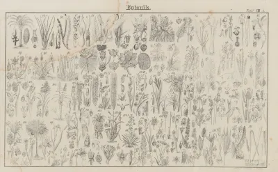 Atlas Der Abbildungen Pierers Universal Lexikon Pl 09