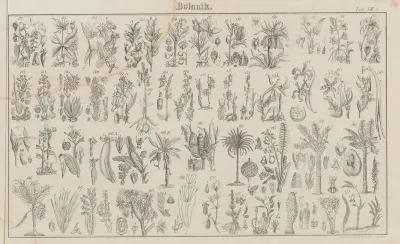 Atlas Der Abbildungen Pierers Universal Lexikon Pl 10