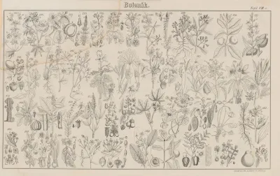 Atlas Der Abbildungen Pierers Universal Lexikon Pl 12