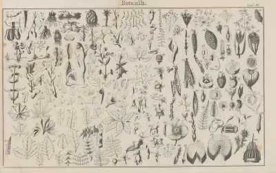 Atlas Der Abbildungen Pierers Universal Lexikon Pl 13
