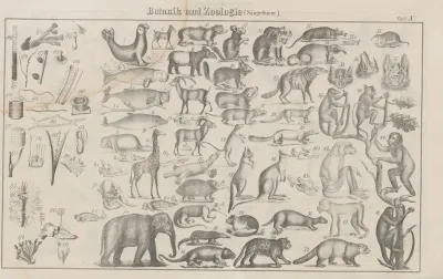 Atlas Der Abbildungen Pierers Universal Lexikon Pl 14