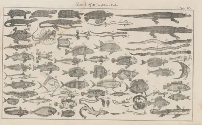 Atlas Der Abbildungen Pierers Universal Lexikon Pl 16