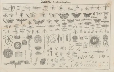 Atlas Der Abbildungen Pierers Universal Lexikon Pl 18