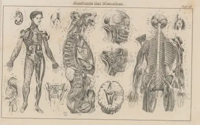 Atlas Der Abbildungen Pierers Universal Lexikon Pl 23