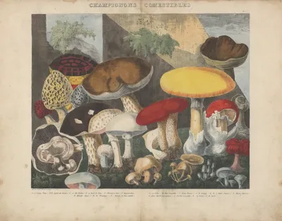 Atlas Des Champignons Comestibles Suspects Et Veneneux Pl 01