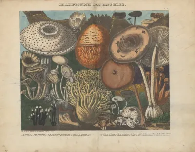 Atlas Des Champignons Comestibles Suspects Et Veneneux Pl 02