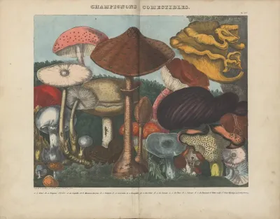 Atlas Des Champignons Comestibles Suspects Et Veneneux Pl 03
