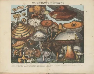 Atlas Des Champignons Comestibles Suspects Et Veneneux Pl 10