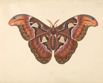 Atlas Moth 2