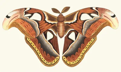 Atlas Moth