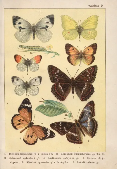 Atlas Motyli Krajowych Pl 02