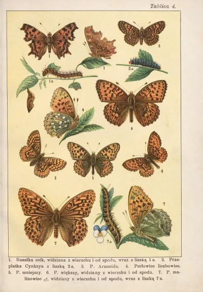 Atlas Motyli Krajowych Pl 04