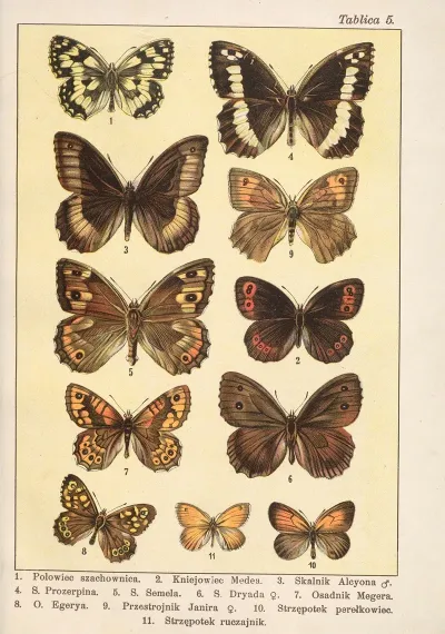 Atlas Motyli Krajowych Pl 05