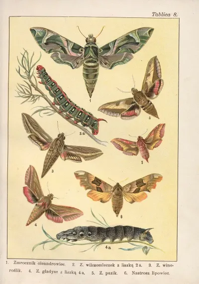 Atlas Motyli Krajowych Pl 08