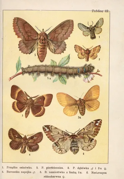 Atlas Motyli Krajowych Pl 12