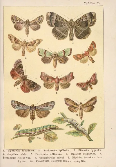 Atlas Motyli Krajowych Pl 15