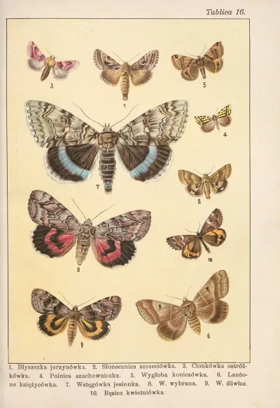Atlas Motyli Krajowych Pl 16