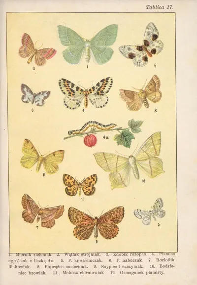 Atlas Motyli Krajowych Pl 17