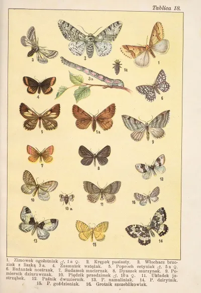 Atlas Motyli Krajowych Pl 18