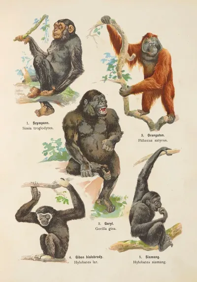 Atlas Panstwa Zwierzecego Pl 01