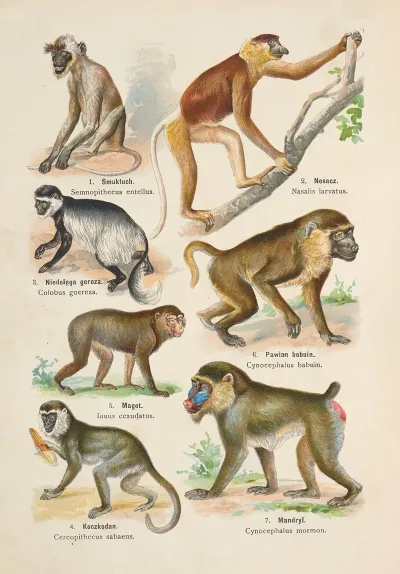Atlas Panstwa Zwierzecego Pl 02