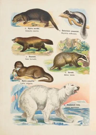 Atlas Panstwa Zwierzecego Pl 10