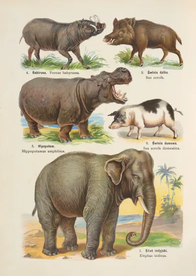 Atlas Panstwa Zwierzecego Pl 16