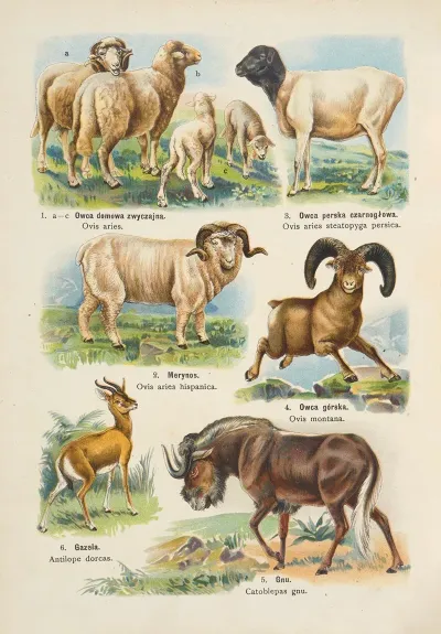 Atlas Panstwa Zwierzecego Pl 20