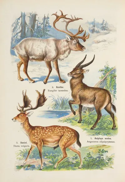Atlas Panstwa Zwierzecego Pl 22