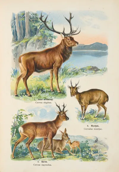 Atlas Panstwa Zwierzecego Pl 23