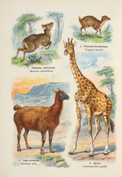 Atlas Panstwa Zwierzecego Pl 24