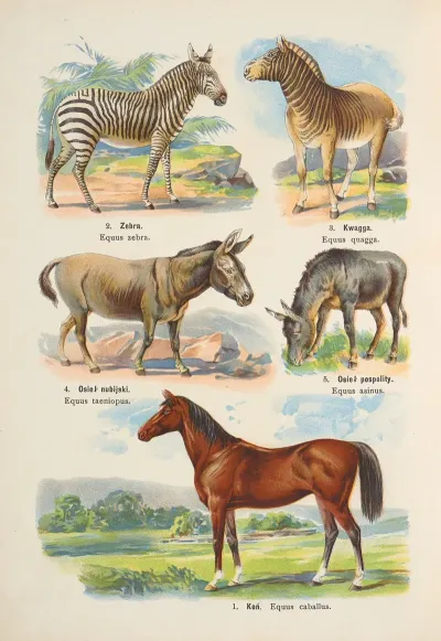 Atlas Panstwa Zwierzecego Pl 26