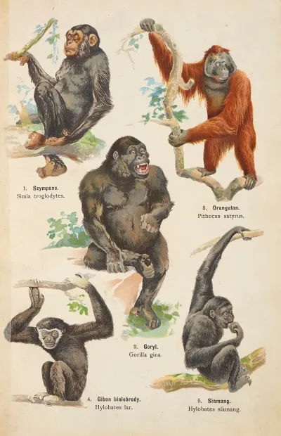 Atlas Panstwa Zwierzecego Pl 33