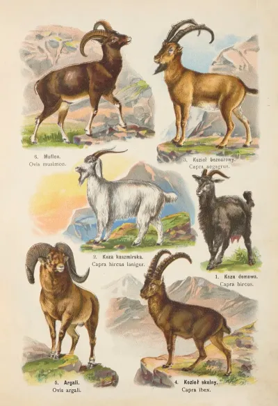 Atlas Panstwa Zwierzecego Pl 51