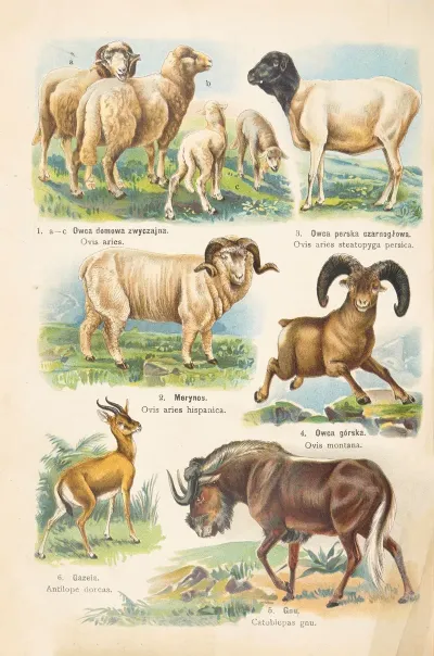 Atlas Panstwa Zwierzecego Pl 52