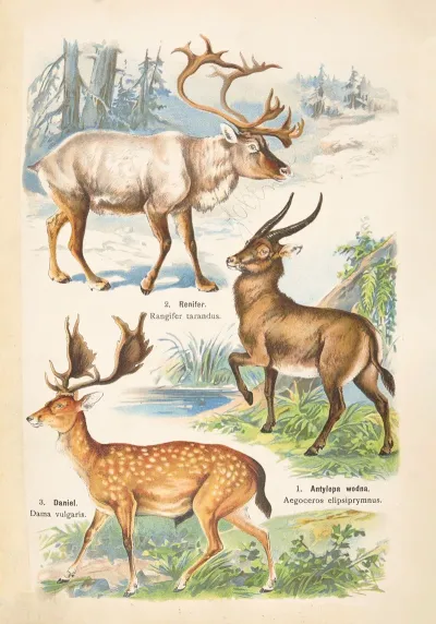 Atlas Panstwa Zwierzecego Pl 54