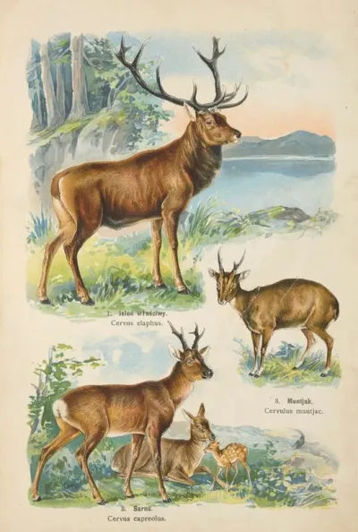 Atlas Panstwa Zwierzecego Pl 55