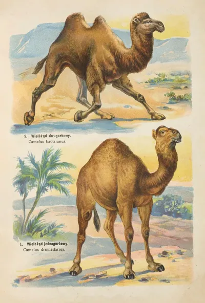 Atlas Panstwa Zwierzecego Pl 57